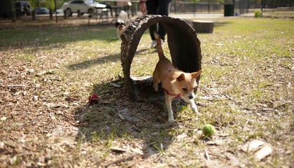 Al Lopez Dog Park